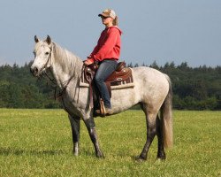 Pferd Barrigorne Lady (Connemara-Pony, 2013)