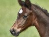 dressage horse Frauenheld S 2 (Hanoverian, 2018, from For Romance I)