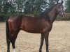 Deckhengst Quincys Dreamdancer (Deutsches Reitpony, 2016, von Queen's Counsel)