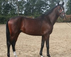 Pferd Quincys Dreamdancer (Deutsches Reitpony, 2016, von Queen's Counsel)