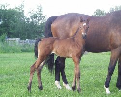 stallion Habanero (Trakehner, 2018, from Donauklang)