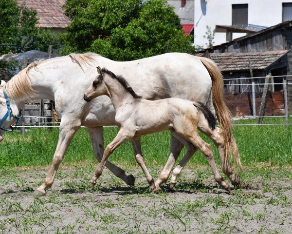 dressage horse Da Vinci 370 (Hungarian Warmblood, 2018, from D-Online)