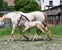 Dressurpferd Da Vinci 370 (Ungarisches Warmblut, 2018, von D-Online)