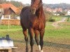 broodmare Miss Desdemona (Baden, 1997, from Pirano I)