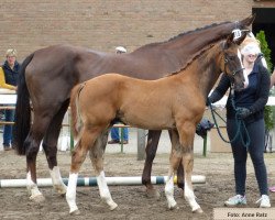 dressage horse Hengst von Dankeschön / Ehrentusch (Westphalian, 2018, from Dankeschön)