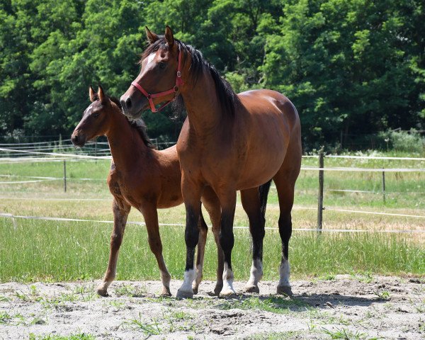 broodmare Miss Mon Cherry (Hungarian Warmblood, 2010, from Ravallo 115 FIN)