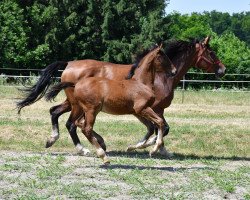 stallion D'Artagnan (Hungarian Warmblood, 2018, from D-Online)