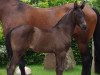 dressage horse Secret's Black Pearl (Westphalian, 2018, from Secret)