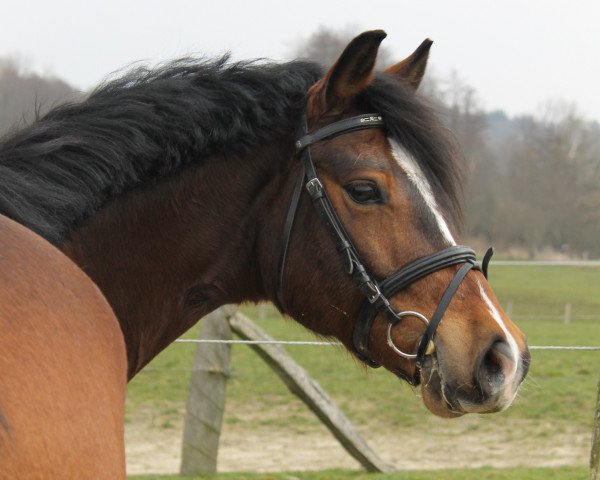 jumper Immentals Baltic Sunset (German Riding Pony, 2006, from Baltic Dream)