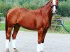 broodmare Westhea (Hanoverian, 2002, from Weltmeyer)