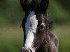 Springpferd Immentals Baltic White Witch (Deutsches Reitpony, 2007, von Baltic Dream)