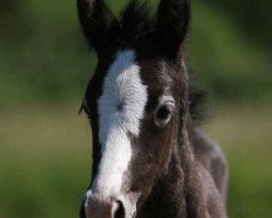 Springpferd Immentals Baltic White Witch (Deutsches Reitpony, 2007, von Baltic Dream)