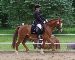 jumper Immentals Baltic Touchstone (German Riding Pony, 2006, from Baltic Dream)