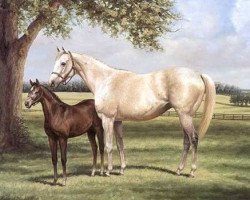 stallion Excellent Secret xx (Thoroughbred, 1994, from Mr. Prospector xx)