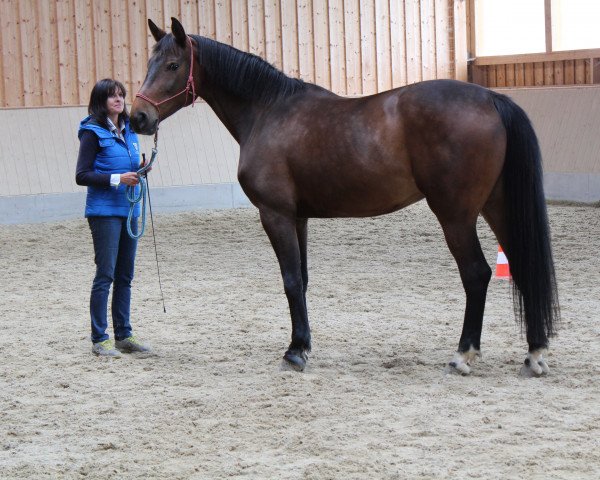 broodmare TARA (German Sport Horse, 2011, from Malibu 131)