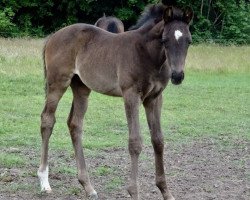 stallion Herzensbrecher (Trakehner, 2018, from Windsor)