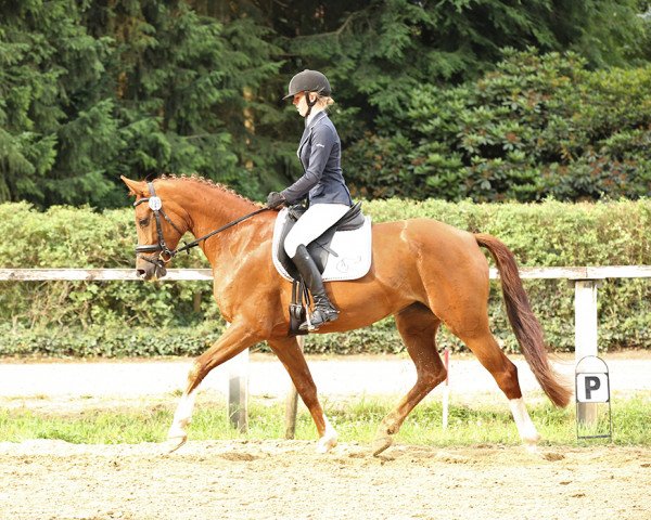 dressage horse Fire Lady Spezial (Oldenburg, 2014, from For Romance I)