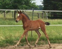 dressage horse Hirtenbaron (Trakehner, 2018, from Freiherr von Stein)