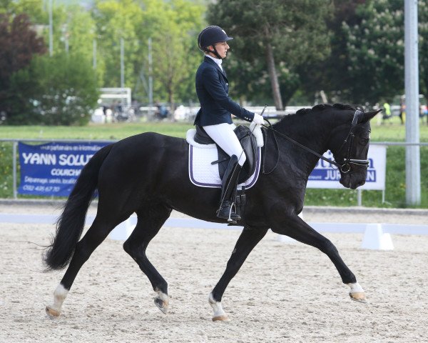 dressage horse Rosenfuerstin (Westphalian, 2008, from Florestan I)