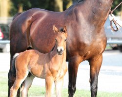 stallion Don Rubin (Hanoverian, 2018, from Don Royal)