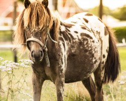 stallion Pünktchen (Nederlands Appaloosa Pony, 2015)