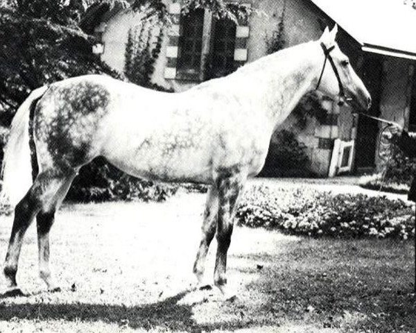 stallion Roi d'Auge II xx (Thoroughbred, 1954, from Free Man xx)