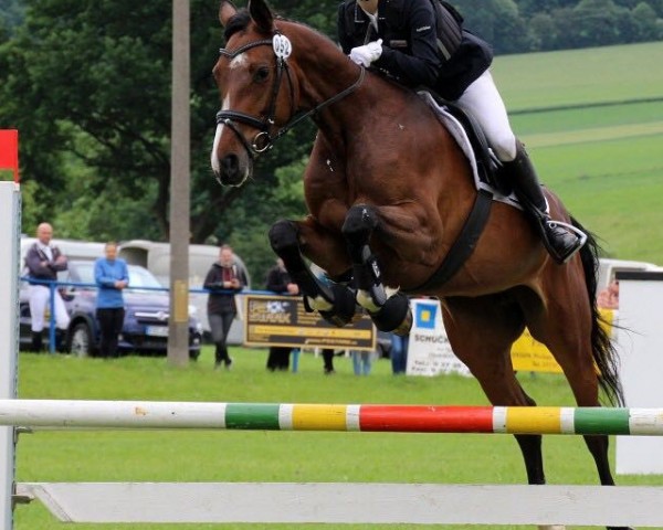 broodmare Paola 240 (Oldenburg show jumper, 2011, from Colman)