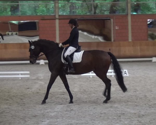Reitturnier Mönchengladbach-Wickrath 2017