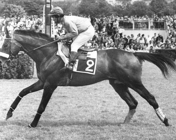 stallion Porto Rafti xx (Thoroughbred, 1968, from Abaco xx)