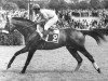 stallion Porto Rafti xx (Thoroughbred, 1968, from Abaco xx)