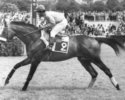 stallion Porto Rafti xx (Thoroughbred, 1968, from Abaco xx)