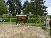 dressage horse Der Wichtel (Bavarian, 2009, from Don Diamond)