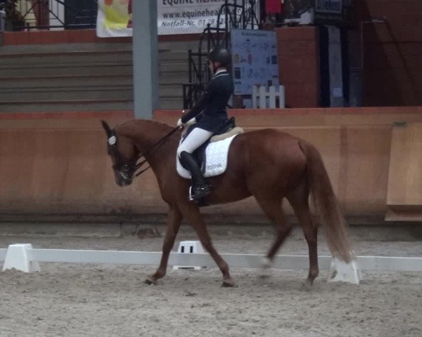 Reitturnier Mönchengladbach-Wickrath 2017