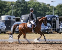 dressage horse Di Maggio (German Riding Pony, 2005, from FS Don't Worry)