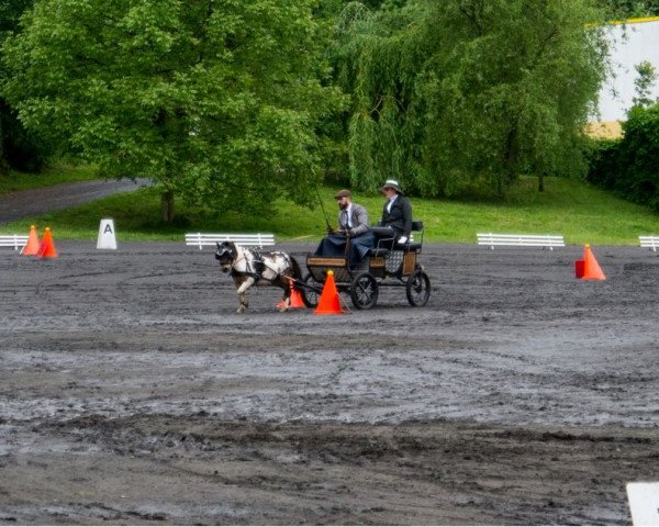 Geländepferd Fino von Troja (Shetland Pony (unter 87 cm), 2012)