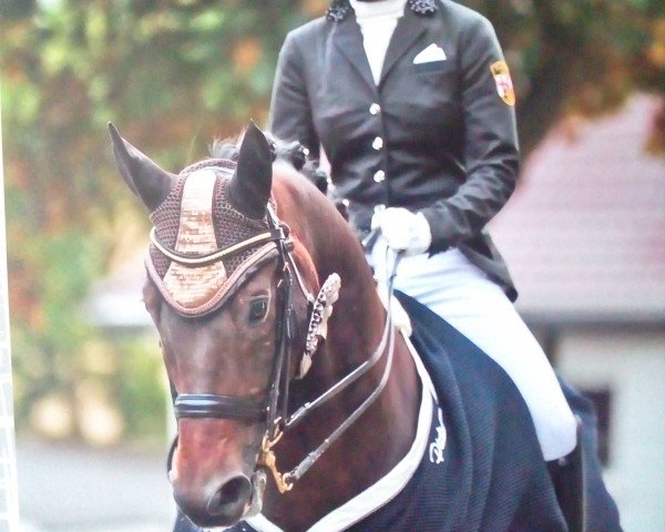 dressage horse Lord Mc Kinley (Sachse, 2002, from Lord Sinclair I)
