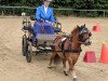 dressage horse Old Shatterhand 10 (Shetland pony (under 87 cm), 1998)