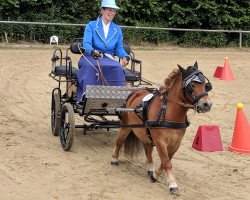 dressage horse Old Shatterhand 10 (Shetland pony (under 87 cm), 1998)