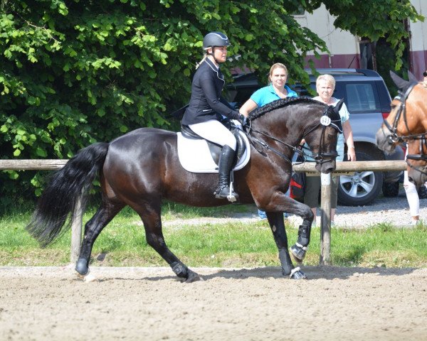 Pferd Gwynfa Wild Telynor (Welsh-Cob (Sek. D), 2009, von Bronfoel Harri)