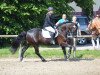 Pferd Gwynfa Wild Telynor (Welsh-Cob (Sek. D), 2009, von Bronfoel Harri)