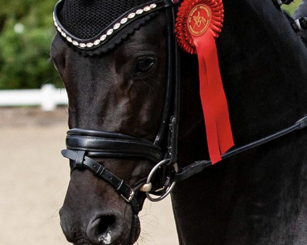 stallion Danza Despacito (German Riding Pony, 2015, from D-Day AT)