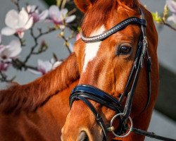 dressage horse Delrose (Hanoverian, 2011, from Dramatic)