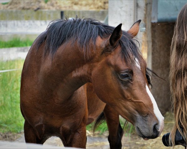 dressage horse Come on Ernie (German Riding Pony, 2016, from Casino Royal Flash)