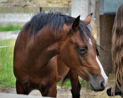 Dressurpferd Come on Ernie (Deutsches Reitpony, 2016, von Casino Royal Flash)