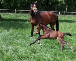 dressage horse Evita 507 (Westphalian, 2018, from Escolar)