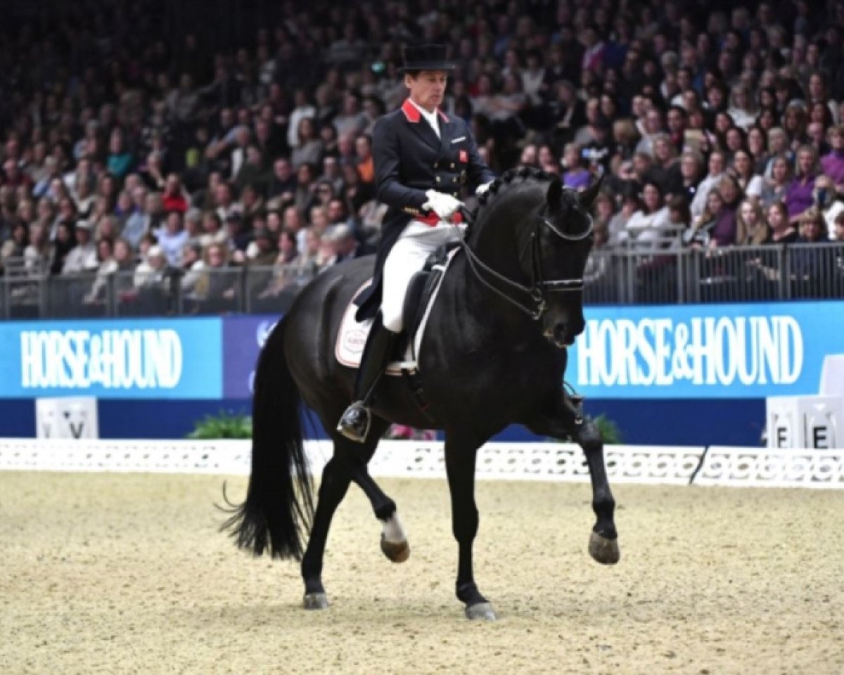 stallion Delatio (Hanoverian, 2004, from De Niro)