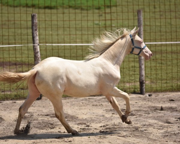 Zuchtstute Vanília (Ungarisches Warmblut, 2017, von Alihan)