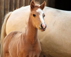 dressage horse Dear Dandy L (German Riding Pony, 2017, from Dear Bönni)