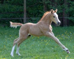 dressage horse Dear Lightning Dream L (German Riding Pony, 2018, from Dear Bönni)