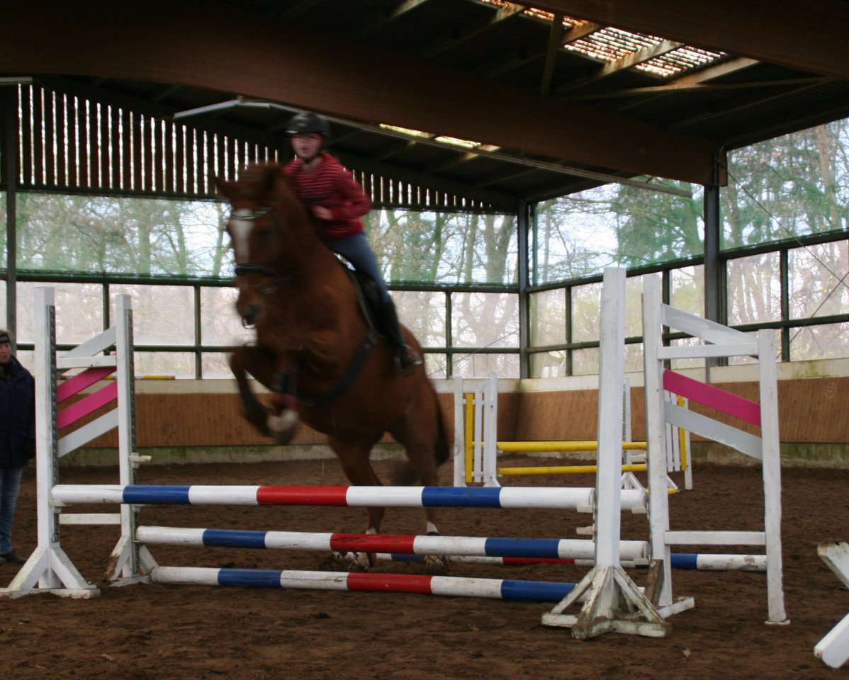 Springpferd Lucretia 54 (Westfale, 2005, von Liebeszauber)